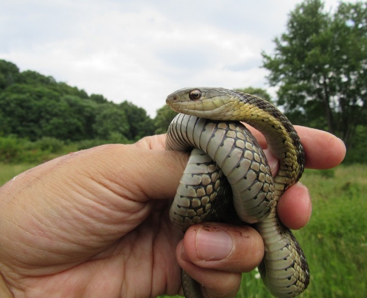 Eastern Garter Snake